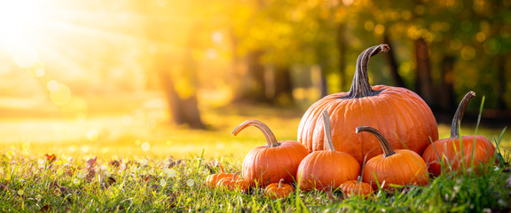 Pumpkins On Grass In Field With Trees And Sunset Background - Thanksgiving/Harvest 