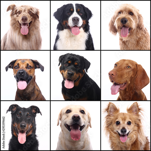 Group beautiful house pets in front of a white background © Djomas