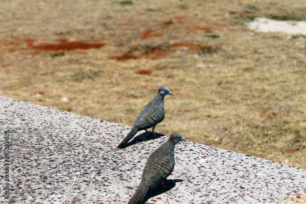 Obraz premium Two Hawaiian birds