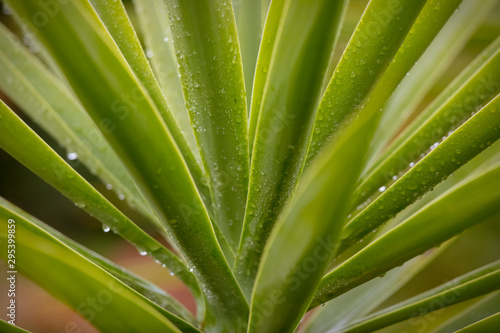 Rain drops on a Yucca plant in a domestic garden.
