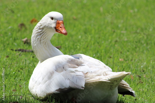 Duck