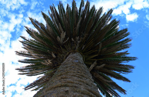 The palm from the bottom