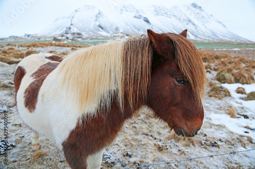 White brown icelandic horce, Iceland photo