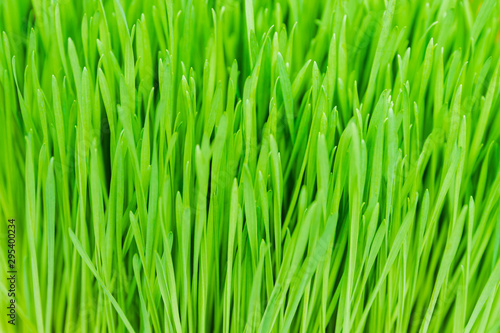 Closeup nature view of green grass with copy space. Ecology, nature, fresh wallpaper concept.