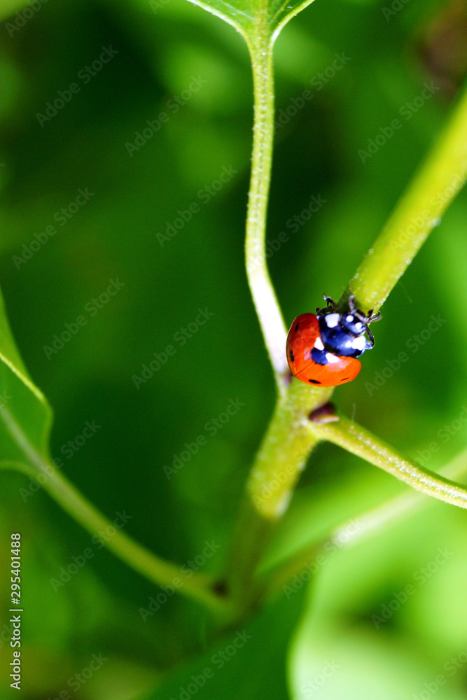 A bright red ladybug with black spots creeps on a green leaf. A bright red ladybug with black spots creeps on a green leaf.