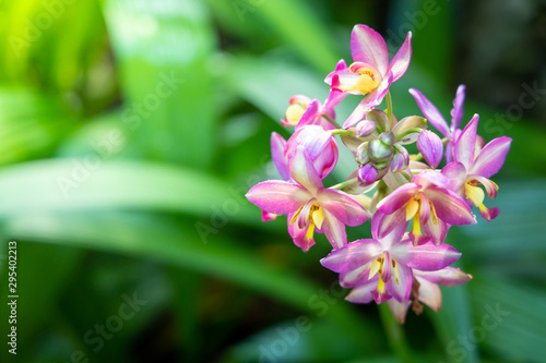 The background image of the colorful flowers