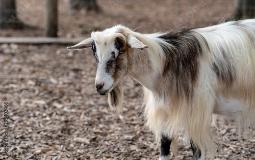 Goat farm animal pet
