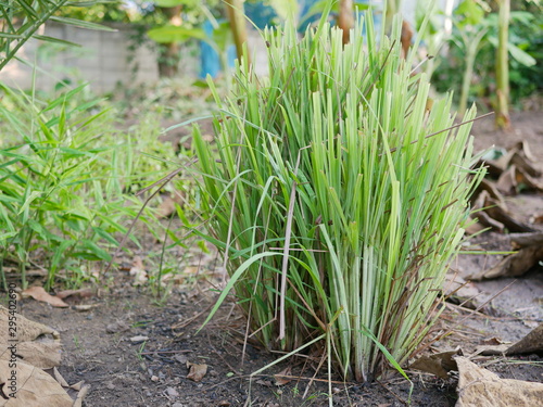 Lemongrass growing healthily on the ground in the garden / backyard