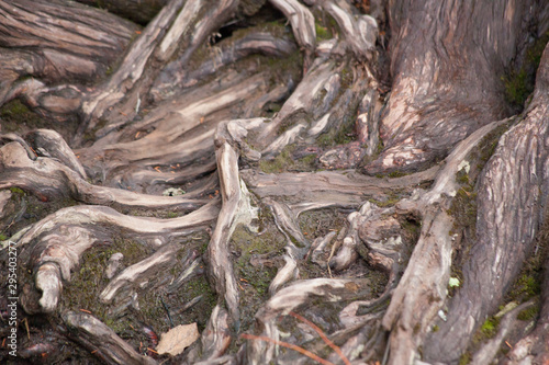 Abstract roots