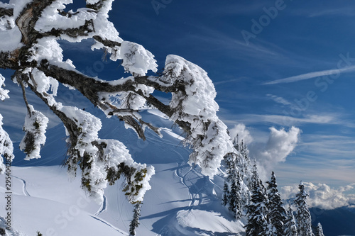 Fir tree branches frozen and covered with hoar frost and snow against bright blue sky on a winter day. Mount Rainier Natioanal Park. Pacific Northwest. United States of America