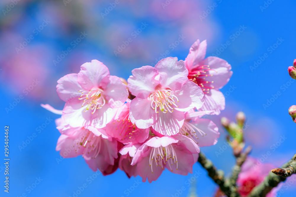 Obraz premium Beautiful Pink Cherry Blossom or Sakura flower blooming in blue sky on nature background
