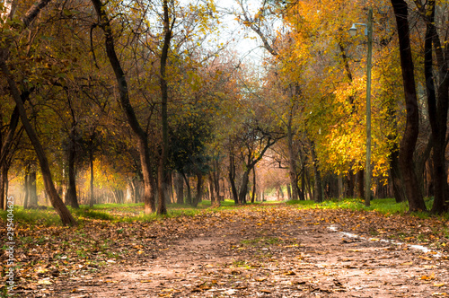 bosque