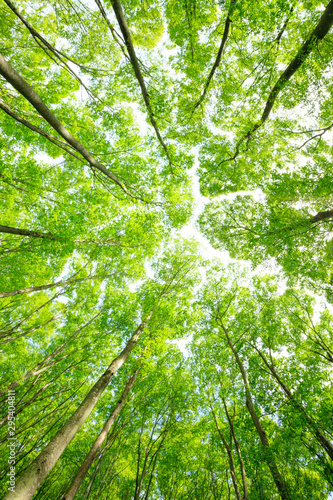 Green forest. Tree with green Leaves and sun light.