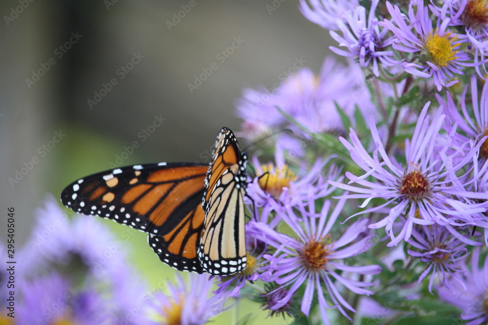 Naklejka premium Monarch butterfly on purple flowers