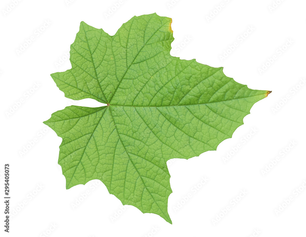 green leaf isolated on white background. green leaf isolated on white background.