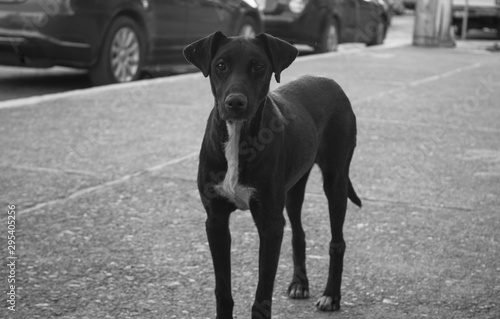 Perro en la calle 