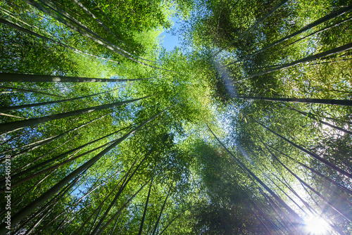 bamboo forest with beautiful green natural background in blue sky