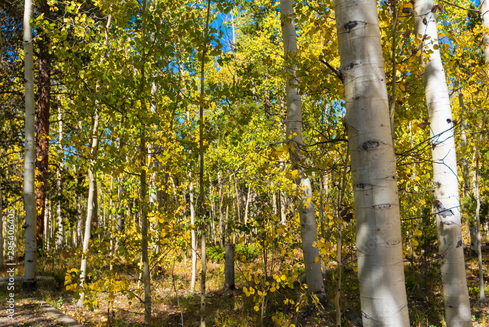 Fototapeta premium Autumn landscape of aspen trees turning yellow in the forest at Kenosha Pass Campground in Colorado