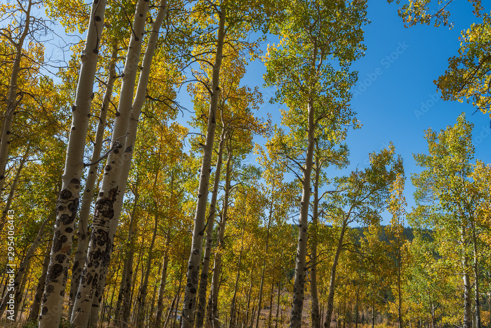 Autumn landscape of aspen trees turning yellow in the forest at Kenosha Pass Campground in Colorado