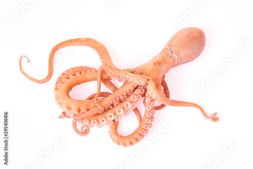 Octopus on a white background