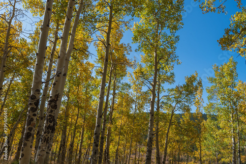 Autumn landscape of aspen trees turning yellow in the forest at Kenosha Pass Campground in Colorado