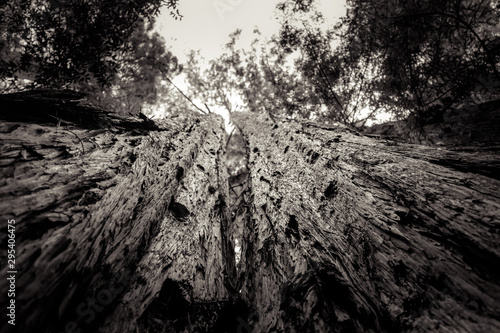 Muir Woods Large Tree National Park