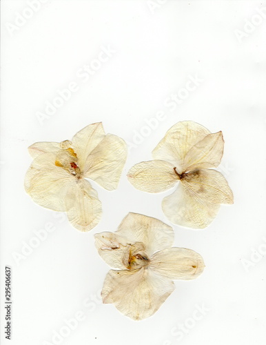 Pressed White Orchid Blooms