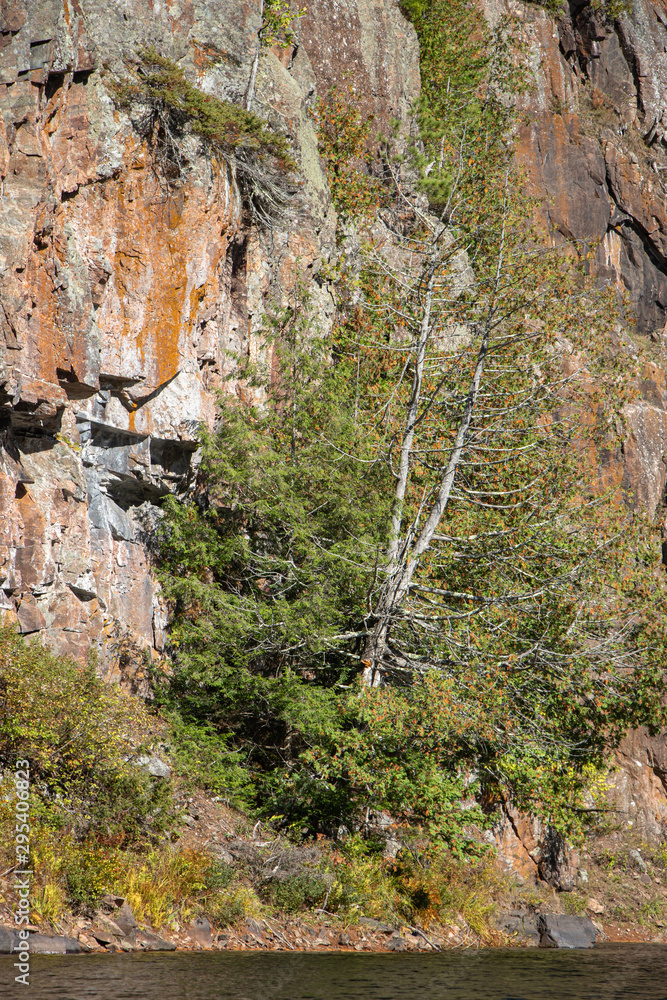 birch tree growing out of a rock wall birch tree growing out of a rock wall