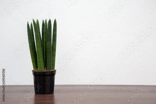 Sansevieria stuckyi houseplant decorate on wooden table , hipster tree air purifier . photo