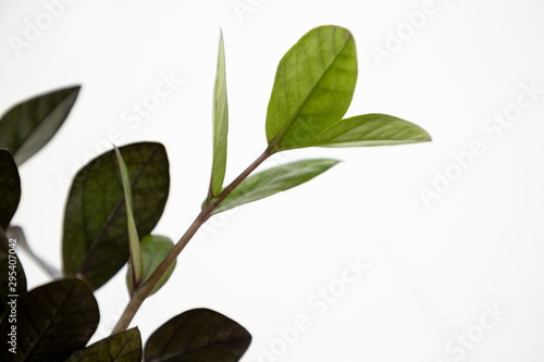 Zamioculcas zamifolia houseplant , hipster tree air purifier , new young sprout will growing .