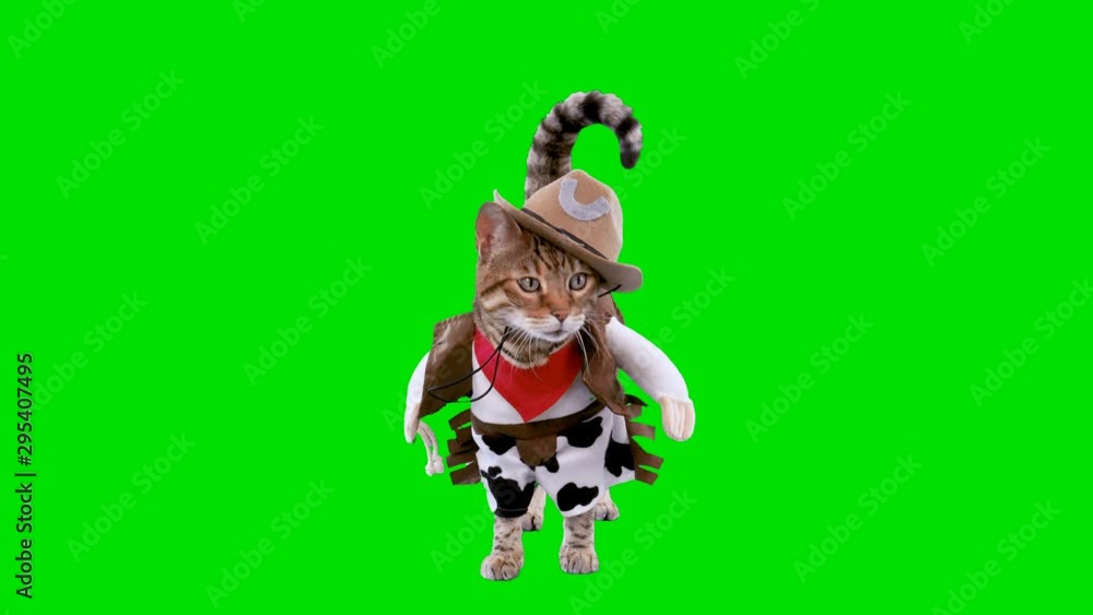 4K Bengal cat on green screen isolated with chroma key, real shot. Cat dressed up in cowboy costume for Halloween stands up looking around 4K Bengal cat on green screen isolated with chroma key, real shot. Cat dressed up in cowboy costume for Halloween stands up looking around