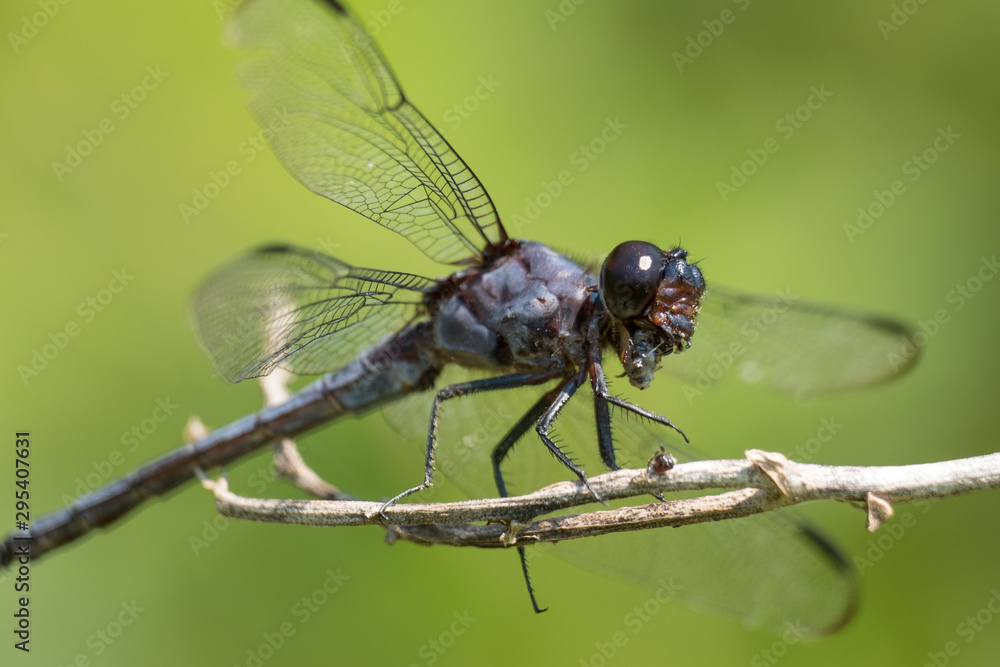 A slaty skimmer munches on an insect using its powerful jaws. A slaty skimmer munches on an insect using its powerful jaws.