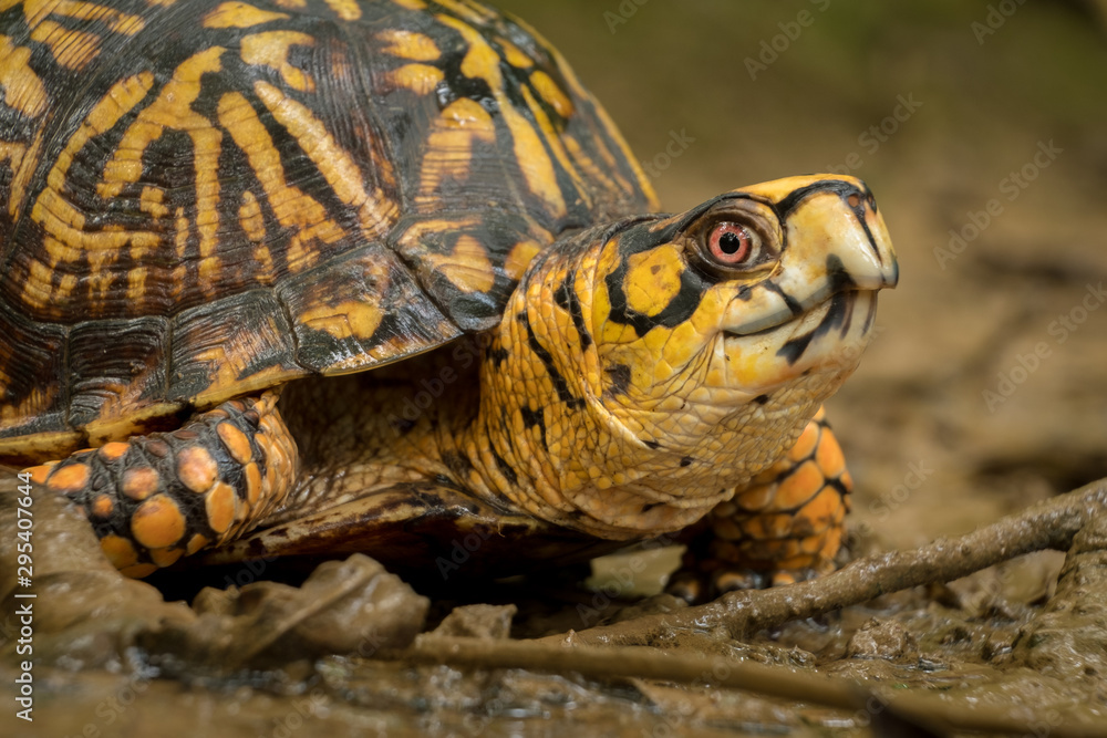 Naklejka premium An eastern box turtle, a vulnerable species, makes his way through the mud at Barfield Crescent Park in Murfreesboro, Tennessee.