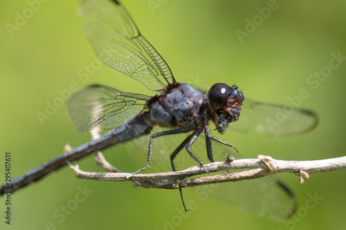 A slaty skimmer munches on an insect using its powerful jaws.