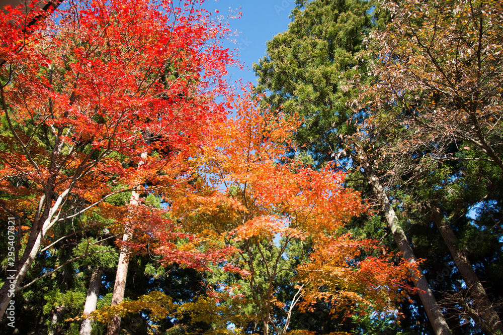 御岳山ケーブルカー 御岳山ケーブルカー