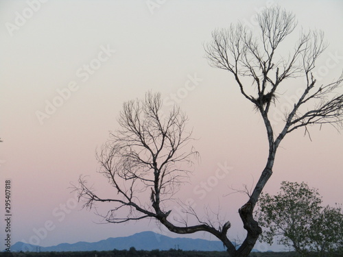 sunset in the big trees