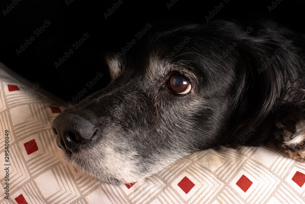 Black Cocker Spaniel Rests Head on Checker Pillow