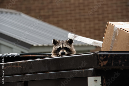 Photography Cute raccoon peaks head out from dumpster.