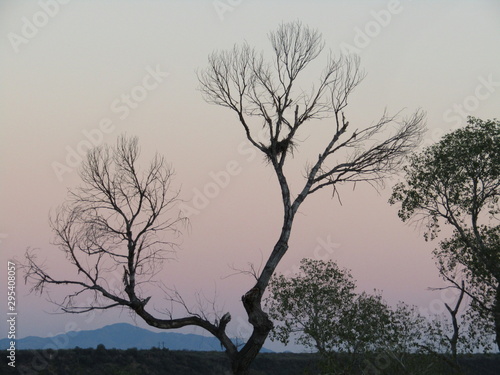 Arboles en ocaso