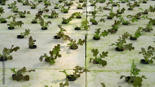 red oak leaf lettuce photo