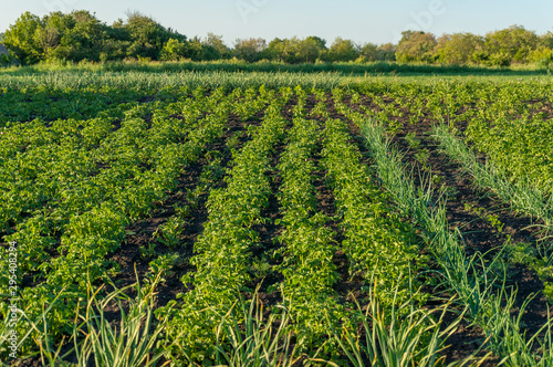 Vegetable patch with rows of growing potato plants and shallots