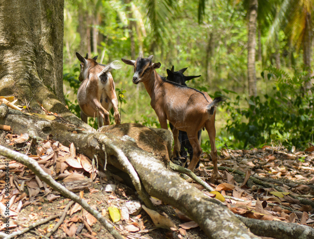 Goats in the jungle