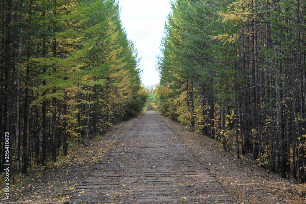 Obraz premium Direct road in the autumn yellow and green forest