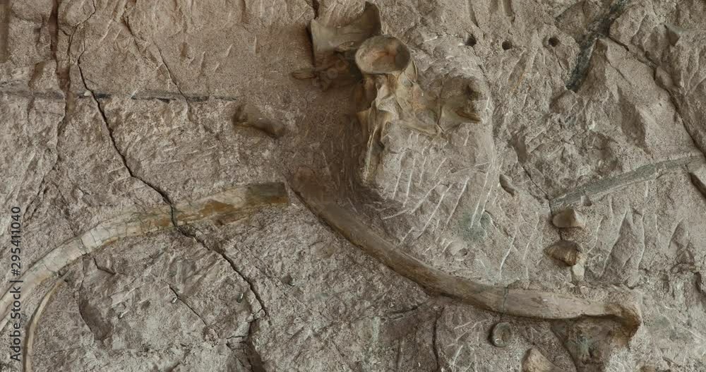 Dinosaur bones in rocky cliff ancient history pan. Paleontology