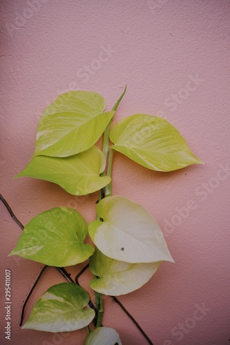 flower with green leaves on white background