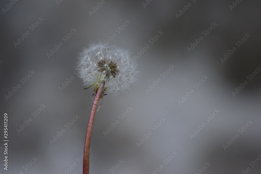 Obraz premium dandelion