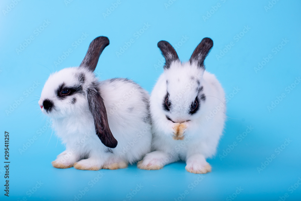 Couple of little black and white bunny rabbit with one clean its foot and the other stay together on blue background.