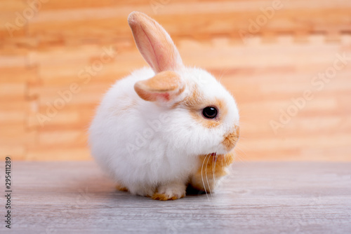 Little adorable bunny rabbit clean its foot and stay on gray table with brown wood pattern as background.