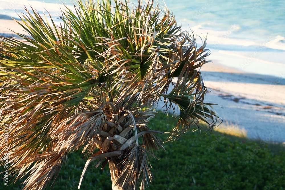 Naklejka premium Palm Tree