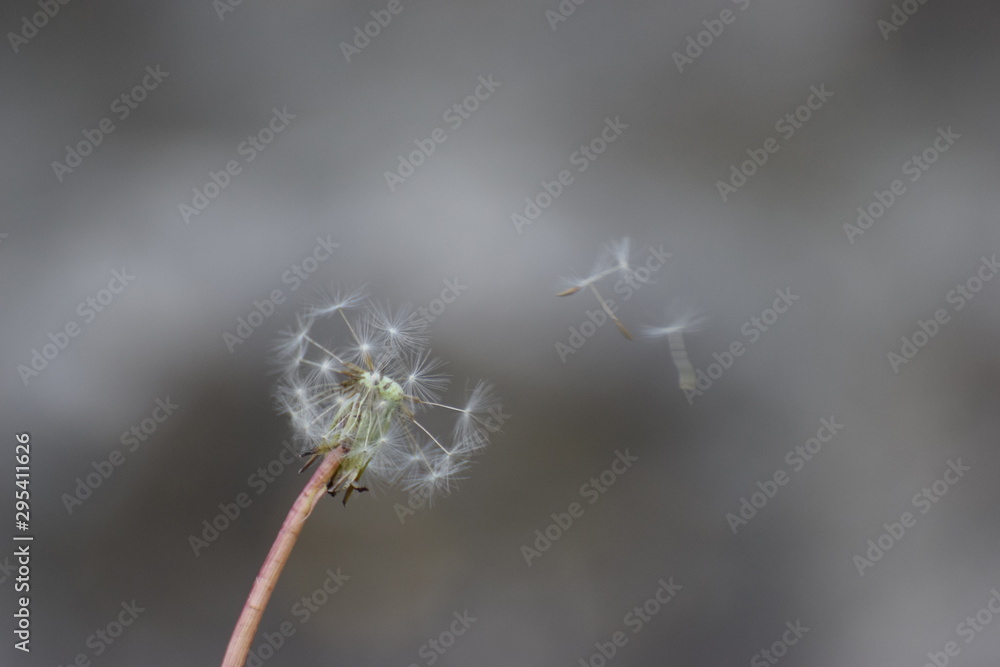 Naklejka premium dandelion